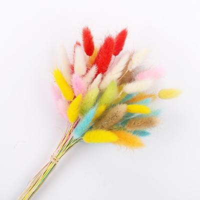 China Eco-friendly Eternal Flower For Red Colorful Green Plants Used In Gardens Flower Wall Design Decoration Fairy Rabbit Tail Grass for sale