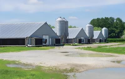 China Anti Corrosion Metal Barn Workshop Prefab Chicken Houses Customization for sale