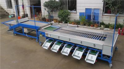 China cherry tomato grading machine,cherry tomato sorting machine for sale