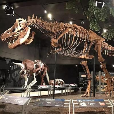 China Réplica de esqueleto de dinossauro resistente às intempéries / Réplicas de osso de dinossauro à venda