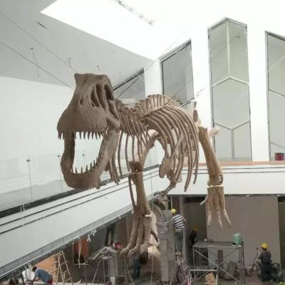 China Réplica de esqueleto de dinossauro para ambiente interno, idade jovem, 12 meses, garantia à venda