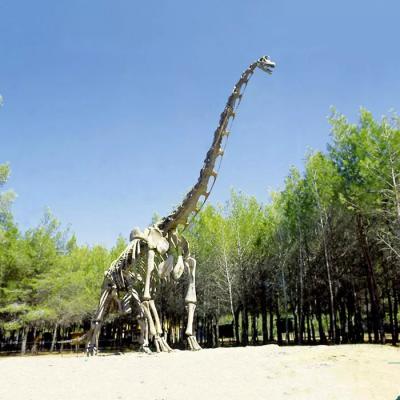 China Réplica de esqueleto de dinossauro realista/réplica do mundo jurássico para interior à venda