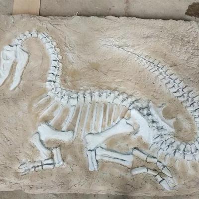 China Réplica de dinossauro em tamanho real, fóssil de réplica de dinossauro para atividades de negócios à venda