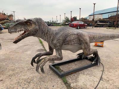 China Life Size Realistic Animatronic Dinosaur Velociraptor Model Theme Park Dinosaur for sale