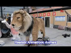 realistic animatronic life size lion  customized available 12 months warranty