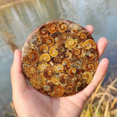 China China Wholesale Ammonite Fossil Round Place Mat Conch Slice Polished Fossil Ammonite Fossil Plate for sale