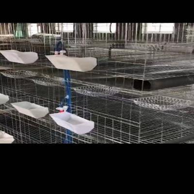 China Cultivate Automatic Battery Pigeon Cage For Breeding Farm for sale