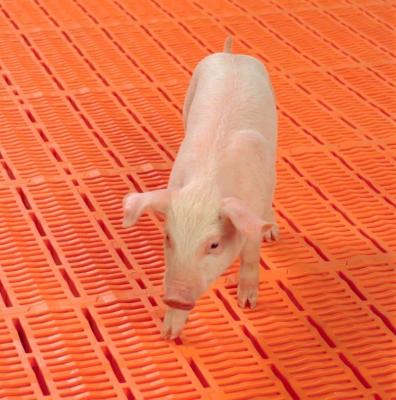 China Eco-friendly Durable Rational Space Height Pig Slat Plastic Flooring For Pig Farm for sale