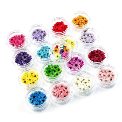 China Fashionable Hot Sale Nail DIY Accessories 17 Colors Real Natural Dry 3D Nail Flowers Stickers For Nail Fingers Decorations for sale