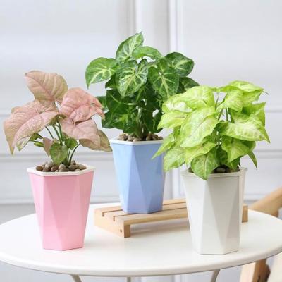 China Indoor decorations wholesale new design plastic flower pots for garden for sale