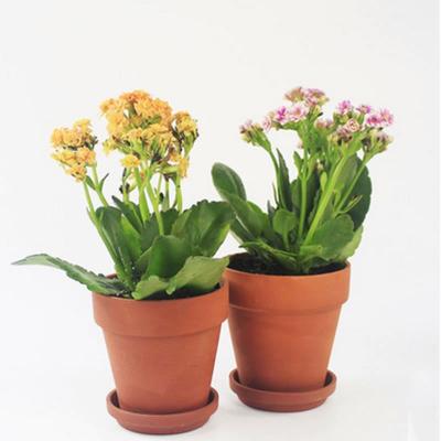 China Indoor Outdoor Modern Home Mini Decorative Cheap Ceramic Flower Clay Pots Gardening for sale