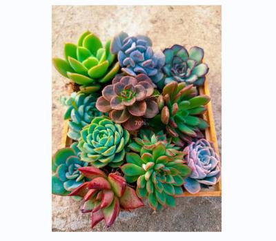 China Tropical Style High Quality Artificial Succulent Plants High Quality Artificial Juicy Plants for sale