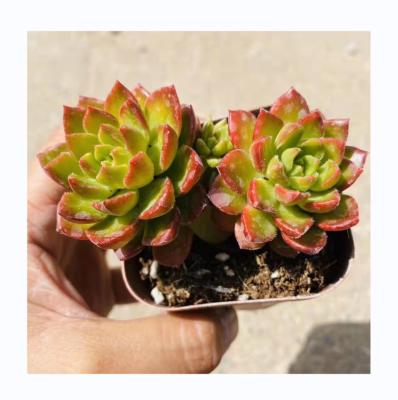 China Artificial Succulent Plants Mini Potted Artificial Succulent Plants Occasional Plant Sale for sale