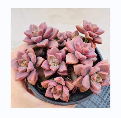 China Artificial Style Mini Artificial Succulent Plants Wholesale Home and Garden Decoration Tropical Fake for sale