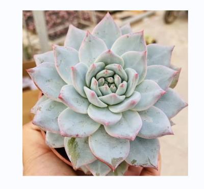 China Style Mini Artificial Succulent Plants Wholesale Home and Garden Decoration Faux Tropical Succulents for sale