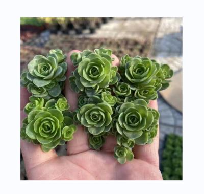 China Style Mini Artificial Succulent Plants Wholesale Home and Garden Decoration Faux Tropical Succulents for sale