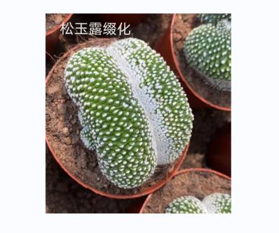 China Minimalist China Wholesale Artificial Small Plant Potted Cactus Decoration Home Art for sale