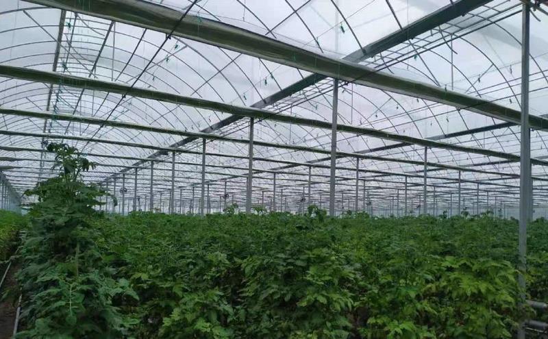 Verified China supplier - Qingzhou Hanyang Greenhouse Project Co., Ltd.