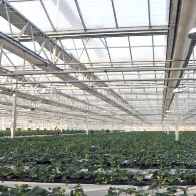 China Multi- Span Polycarbonate Greenhouse Used Tomato/Strawberry/Lettuce Hydroponic System For Sale for sale