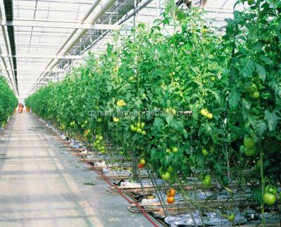 China Plastic film greenhouse farm and tomato greenhouse turnkey project with hydroponics for sale