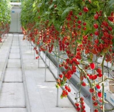 China Agricultural greenhouse multi-span plastic film greenhouse with hydroponic system turnkey project for sale