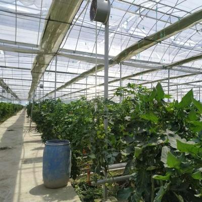 China Agricultural Tomato Hydroponic Tunnel Plastic Film Greenhouse Multi-Span Greenhouse for sale