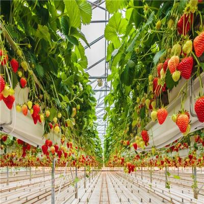 China greenhouse polycarbonate agricultural strawberry hydroponic greenhouse for sale