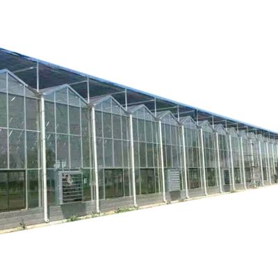 China Multifunction Multi-Span Venlo Glass Greenhouse Hydroponic Greenhouse Agricultural Greenhouse for sale