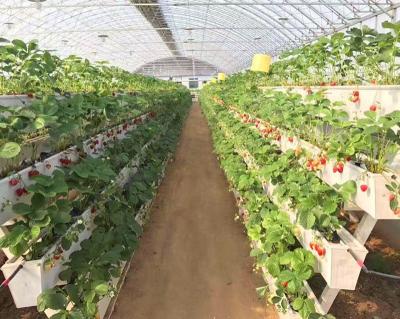 China Multi-span PC sheet Greenhouse Polycarbonate Greenhouse with Hydroponics System for Sale for sale