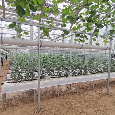 China Multi-Span Polycarbonate Sheet Greenhouse for Agriculture With Aquaponics Growing Systems for sale