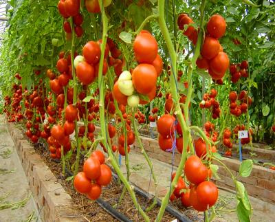 China Greenhouses Commercial Hydroponic Systems For Tomato Vegetable, Flower, Fruit for sale