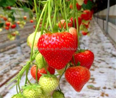 China Large Plastic Agricultural Soilless Cultivation Growing Tray Strawberry Hydroponic for sale