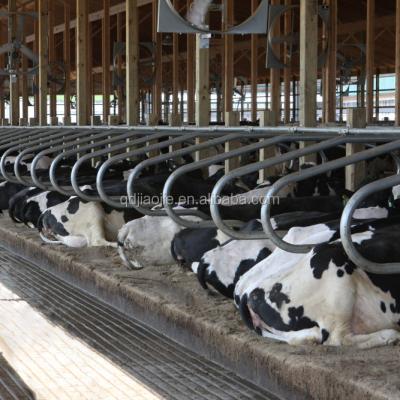 China Durable Cattle Farm Equipment Cow Barn Bed Dividers for sale