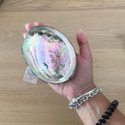 China Cheap China Abalone Shell Home Decor Seashell Beach Wedding Ocean Decor Jewelry DIY Soap Dish Holder Aquarium Landscape 10cm for sale