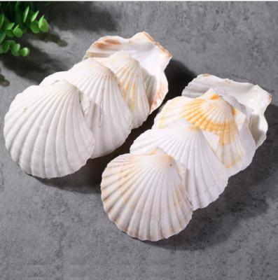 China Home Decor Shell Big White Scallop China Crafts Decoration 10-12cm Natural Landscape Fish Tank Aquarium Accessories for sale