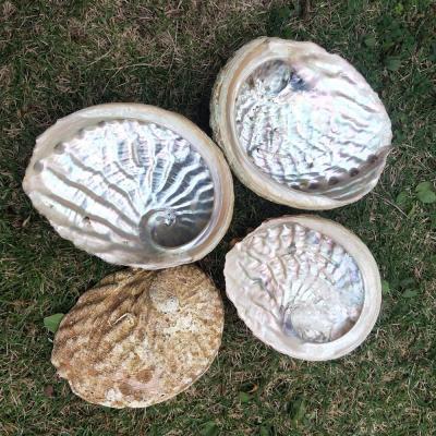 China China Wholesale High Quality Stock China Wholesale Natural Raw Cleared Abalone Shell 13-15cm For Spotting Accent Decoration for sale