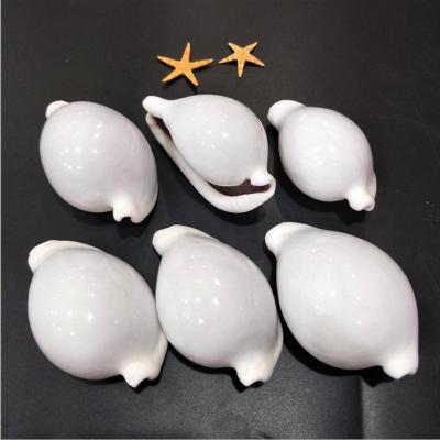 China China 6-8cm Rabbit Conch Seashell Natural White Shell Conch Beach Decorations For Home Wedding Aquarium Aquarium for sale