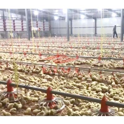 China Plastic Automated Broiler Broiler Drinker and Feeder Pan System for Chicken Poultry Farming Equipment for sale