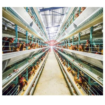 China Chicken farm poultry farming 60,000 layers of chicken layer cage design project in poultry for sale