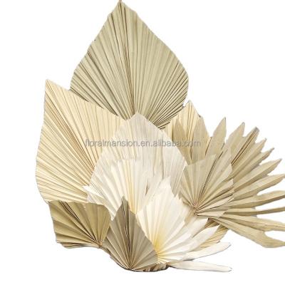 China Touch Natural Plant Dried Palm Fan Leaf Palm Leaf Palm Fronds 10 Stems Natural Dried Flower and Palm For Boho Decor for sale