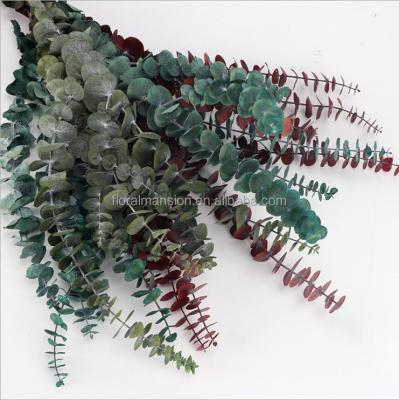 China Wholesale Natural Dry Natural Preserved Eucalyptus Stem Eucalyptus For Flower Pampas Arrangements Home Decor for sale