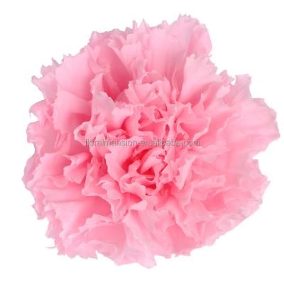 China CNT02 Valentine's Day Flower Bud 4-5cm Decorative Eternal Carnation Preserved Carnation Dried Flowers For Mother's Day Christmas Day Gift for sale