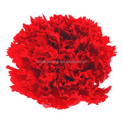 China Bud Preserved Carnation For Mother Eternal Preserved Eternal Carnation Valentine's Day Amazon CIA 4-5cm Flower Christmas Day Gift for sale