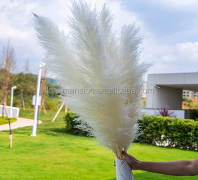 China Wholesale 90CM-150CM Wedding Decoration Natural Wholesale Discount Contact Dry Flowers Brown Large Size Dried Pampas Grass for sale