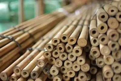 China Natural Garden Bamboo Sticks For Indoor And Outdoor Plants , Plant Support Stakes For Tomatoes , Beans , Potted Plants for sale