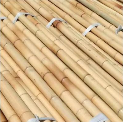 China Nature Raw Bamboo Poles Straight Bamboo Tree Stakes Large Bamboo Poles For Decoration for sale