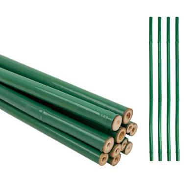 China Custom Green PVC Coated Bamboo Treated Flower Support Tonkin Bamboo Plastic Tube Pole for sale