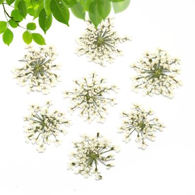 China Nail Art Real Dried Pressed Flowers Lace Flower Dried Flowers for sale