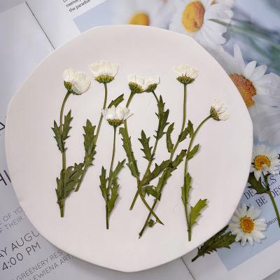 China Epoxy New Product Mobile Phone Case Side Pressure With Epoxy Resin Daisy Dried Flower Pressed Flower DIY Branches White Crystal Chrysanthemum Small for sale