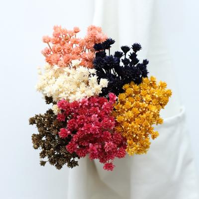 China 2020 natural touch wholesale dried flower preserved small flower mountain flower for home decoration for sale